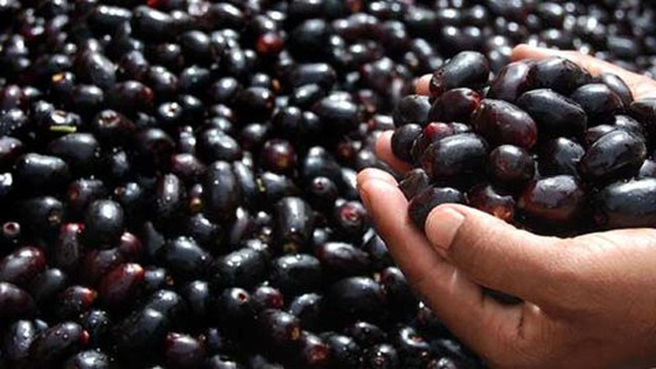6 Manfaat sehat tak terduga dari buah jamblang (juwet)