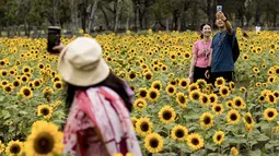 Orang-orang berfoto di ladang bunga matahari di Wachirabenchathat Park, Bangkok pada 20 Januari 2022. Bunga matahari yang bermekaran pada November hingga Januari menjadi daya tarik wisatawan. (Jack TAYLOR / AFP)