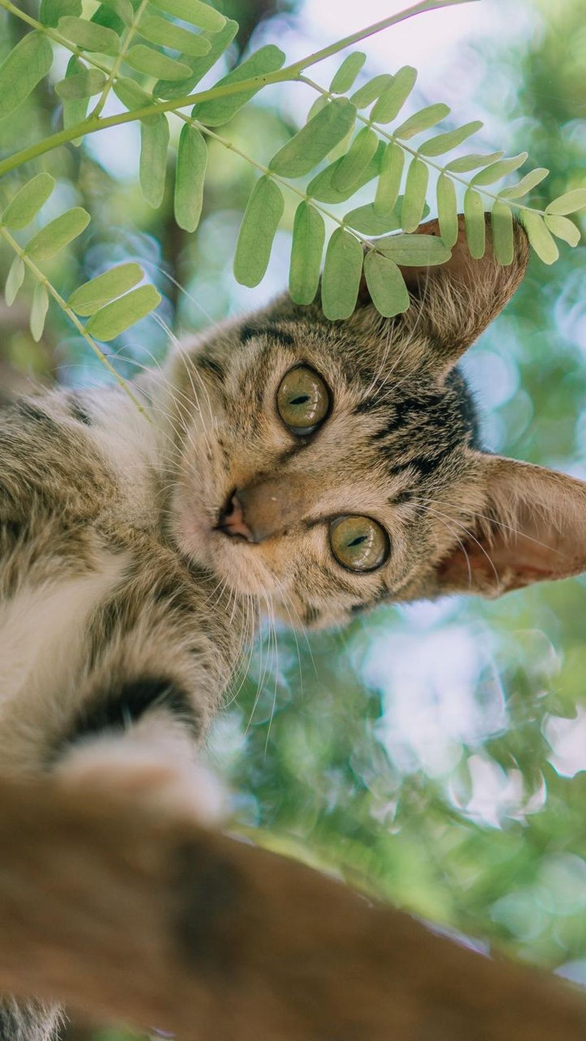Nama Kucing Bahasa Korea Penuh Makna<br>