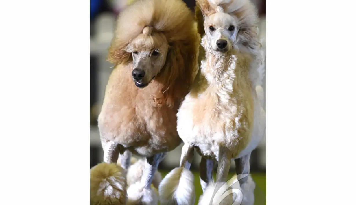 Anjing Pudel yang menggemaskan ikut meramaikan acara kontes binatang peliharaan "Hund & Katz" di Dortmund, Jerman, Minggu (11/5/2014) (AFP Photo/ Patrik Stollarz)