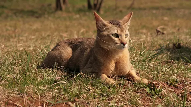 Kucing Chausie