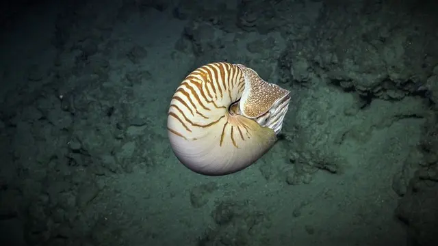 7 Potret Kehidupan Laut Dalam Ini Hasil Tangkapan dari Robot Akuatik, Bikin Takjub