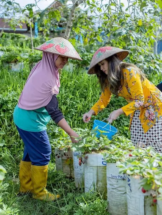 Seru main ke kebun buah strawberi di Ketep Pass, Magelang. Banyak netizen pun yang tahu akan potensi wisata di kota kelahiran Nafa Urbach tersebut. Memetik buah langsung di kebunnya, memang menjadi salah satu wisata yang banyak disukai wisatawan dari kota. (Liputan6.com/Instagram/nafaurbach)