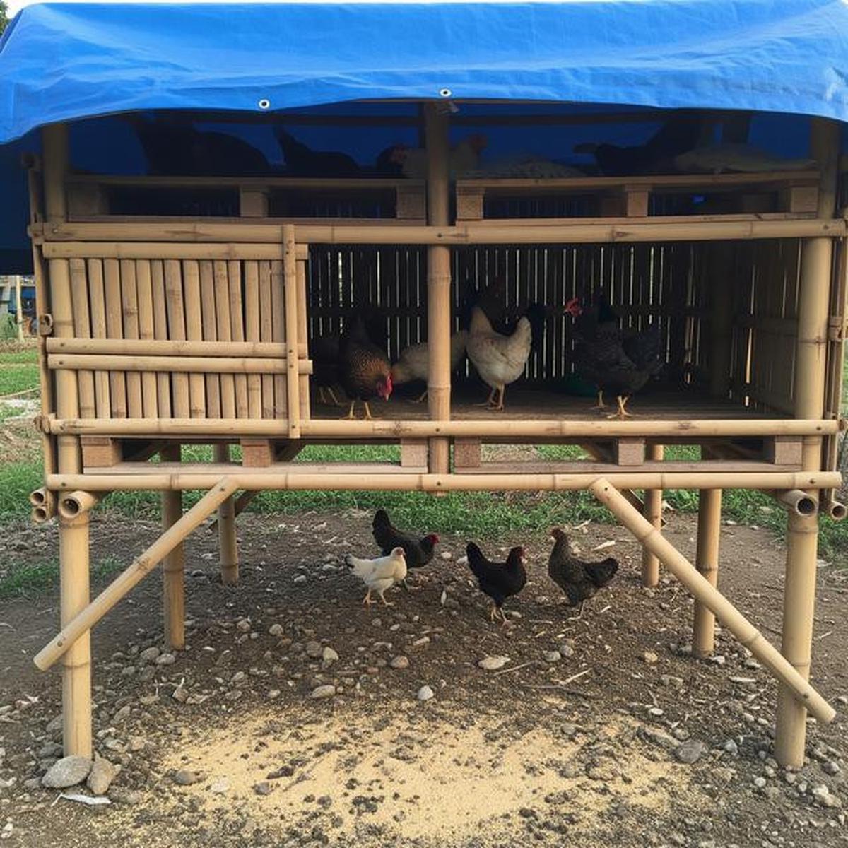 7 Model Kandang Ayam Modal di Bawah Rp500 Ribu untuk Ketahanan Pangan Keluarga
