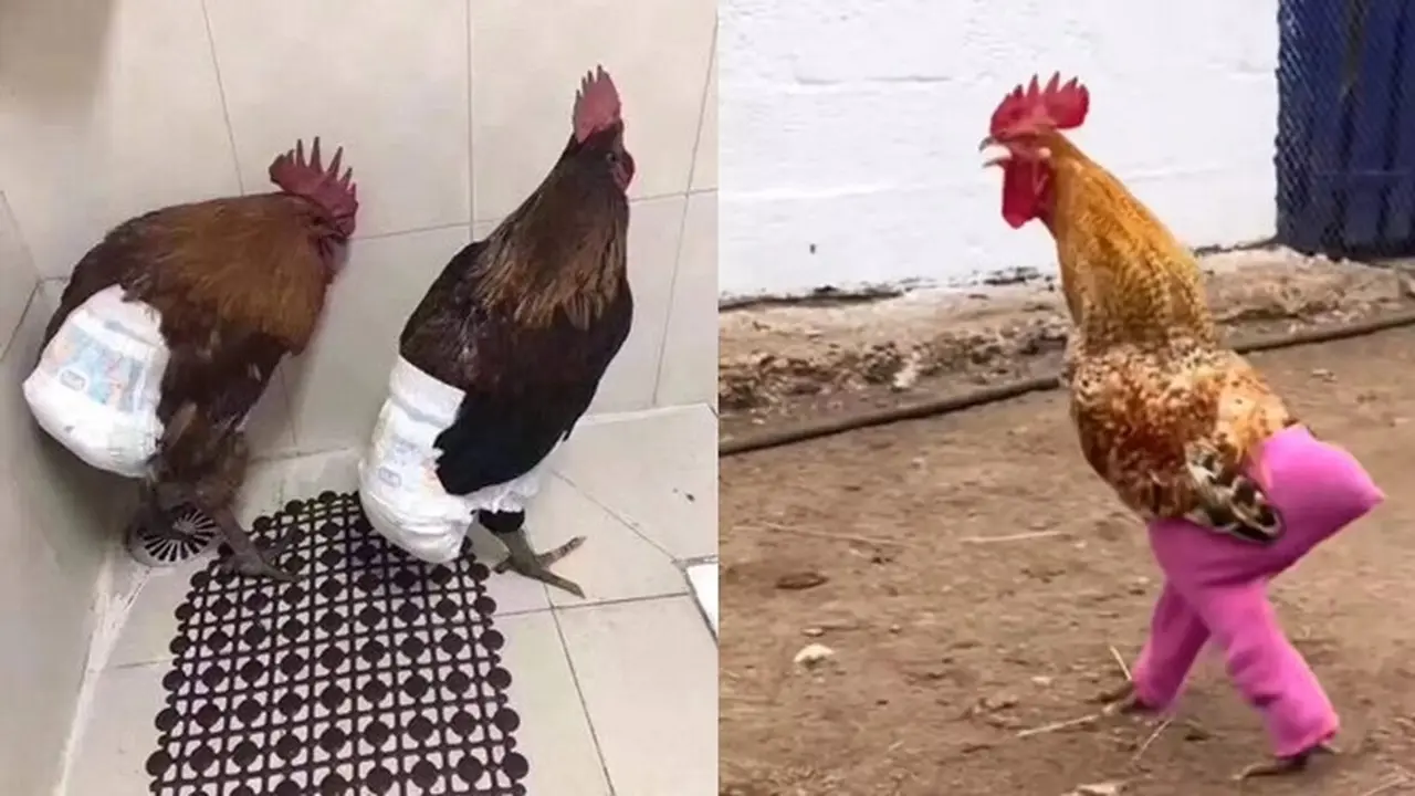 7 Potret Kocak Orang Pelihara Ayam, Ada yang Pakai Popok