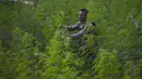 Personel kepolisian memusnahkan ladang ganja di kawasan hutan Montasik, Aceh Besar, Aceh, Rabu (6/3/2019). Tanaman ganja yang ditemukan di ladang tidak bertuan itu diperkirakan telah berusia satu hingga tiga bulan. (CHAIDEER MAHYUDDIN / AFP)