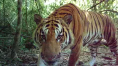 Harimau langka Indocina yang terancam punah ditemukan di taman nasional di Thailand timur, 28 Maret 2017. Harimau tersebut diketahui jenis harimau Indocina. (Thailand's Department of National Parks, Wildlife and Plant Conservation/Freeland via AP)