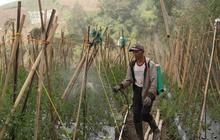 Petani Akui Program MBG Dongkrak Pendapatan hingga 60 Persen, Siap Pasok Sayur saat Kemarau