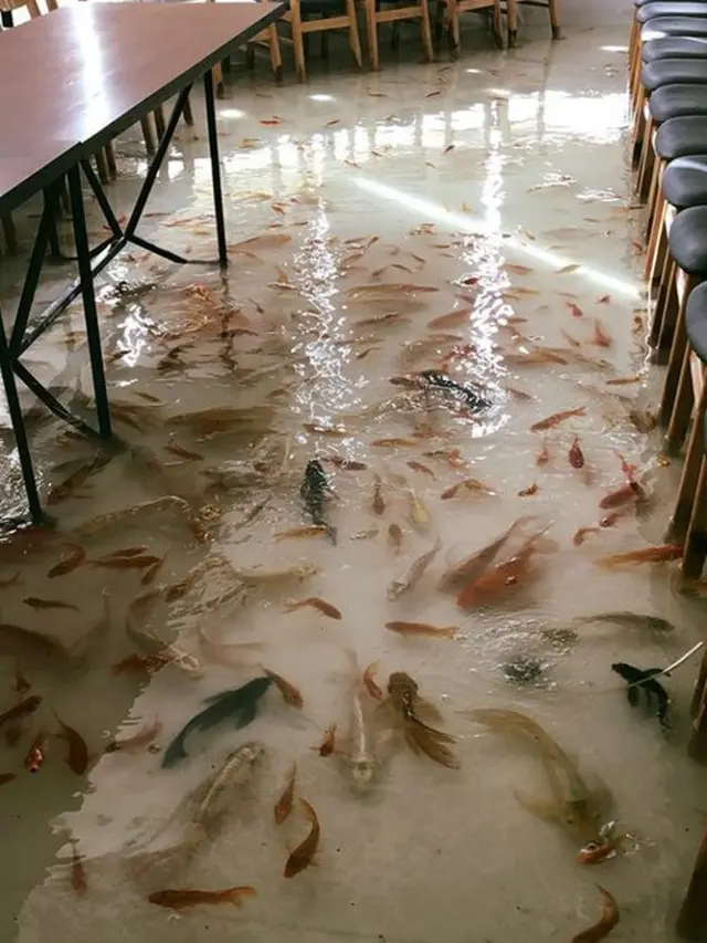 Beda dari Lainnya, Kafe Ini Tawarkan Sensasi Makan Ditemani Ikan Hidup