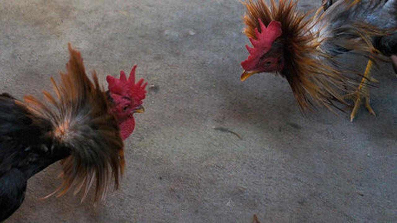 Siang bolong judi sabung ayam, 8 orang diciduk, 3 ayam mati disita