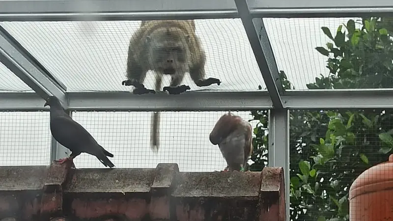 Monyet liar mendatangi lingkungan warga RT10/3, Kelurahan Harjamukti, Kecamatan Cimanggis, Kota Depok.