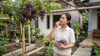 9 Kesalahan Saat Merawat Pohon Anggur yang Bikin Gagal Panen, Sering Dilakukan Pemula