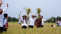 Ketua Umum Partai Perindo [Hary Tanoesoedibjo panen raya padi bersama petani binaan Partai Perindo di Ngada, NTT. (Istimewa)