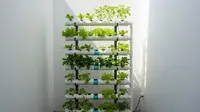 6 Ide Kebun Sayur Minimalis Pakai Paralon Bekas sebagai Media Tanam, Kreatif dan Hemat Tempat
