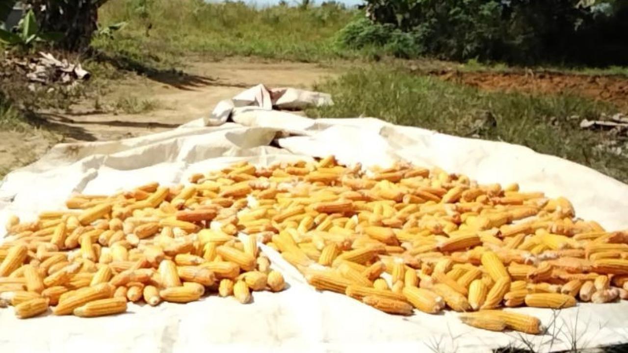 Fakta Unik Jagung Pipil: Solusi Ganda Kemandirian Pangan dan Pakan Ternak di Bintan, Kepri