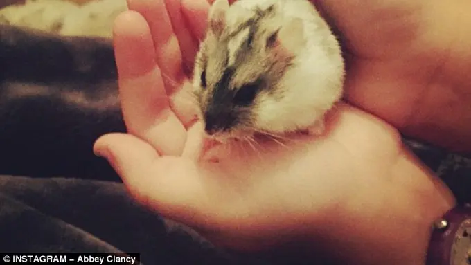 Hamster Salto Bikin Siangmu Melongo