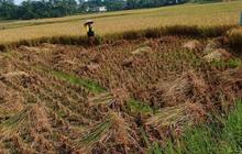Lebak Surplus Beras Hingga 14 Bulan ke Depan
