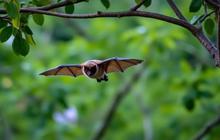 Waspadai Penularan Virus Nipah, Begini Cara Penyebarannya