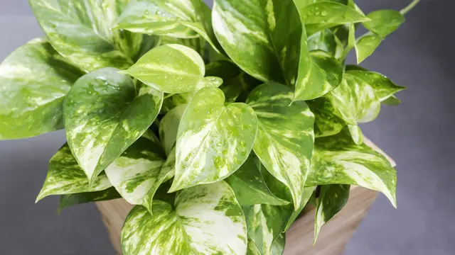 ilustrasi Golden Pothos