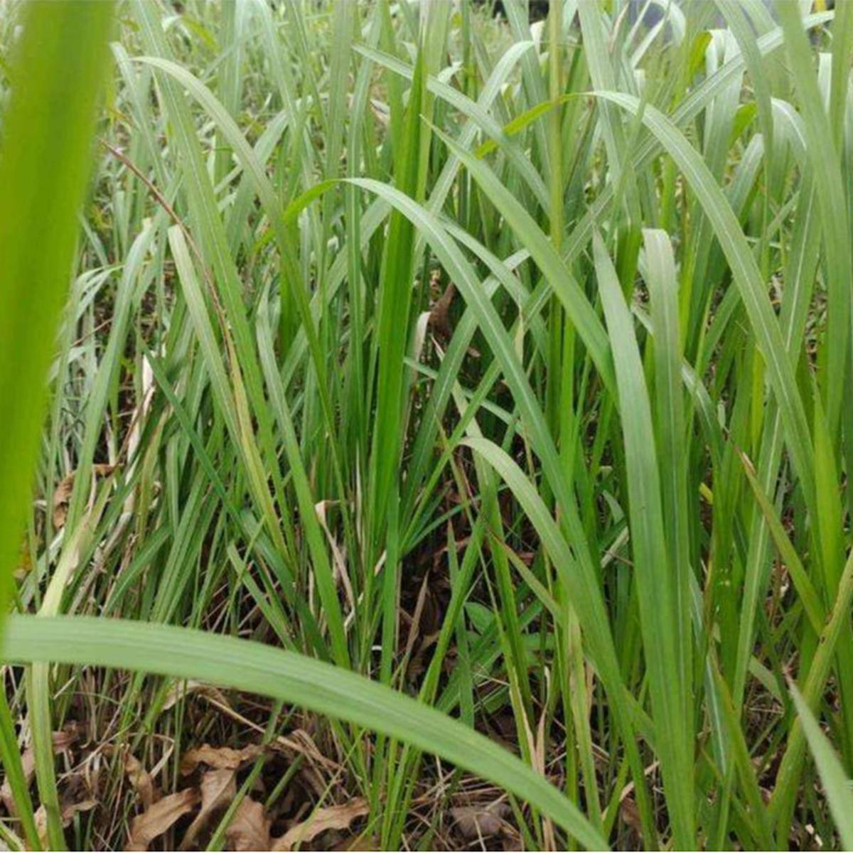 Rumput