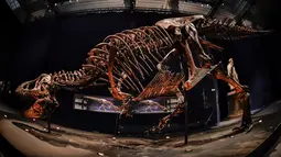 Gambar pada 1 Juni 2018 menunjukkan kerangka dinosaurus Tyrannosaurus Rex di Museum Nasional Sejarah Alam Prancis di Paris. Trix adalah salah satu spesimen terlengkap dengan tingkat keutuhan mencapai 75% dari bentuk aslinya. (AFP/STEPHANE DE SAKUTIN)