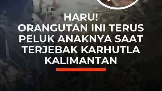 Haru! Orangutan Terus Dipeluk Anaknya saat Terjebak Karhutla Kalimantan