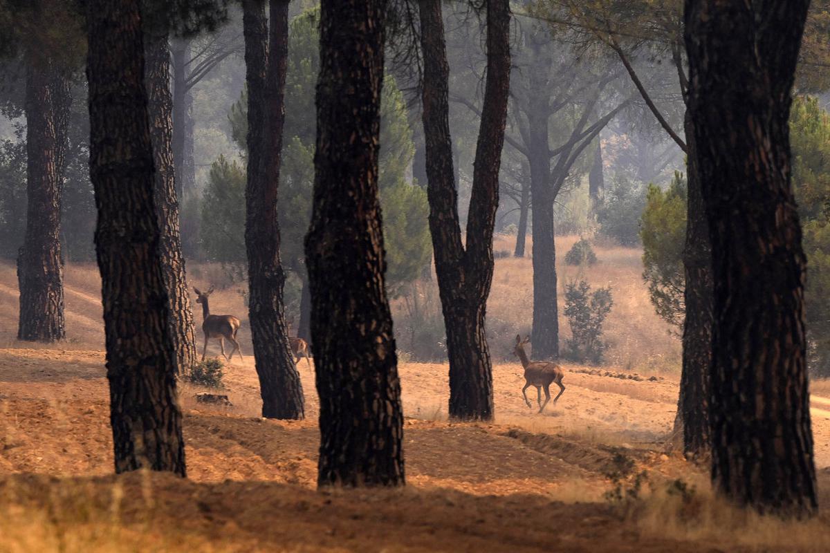 Spanyol Percepat Upaya Padamkan Kebakaran Hutan