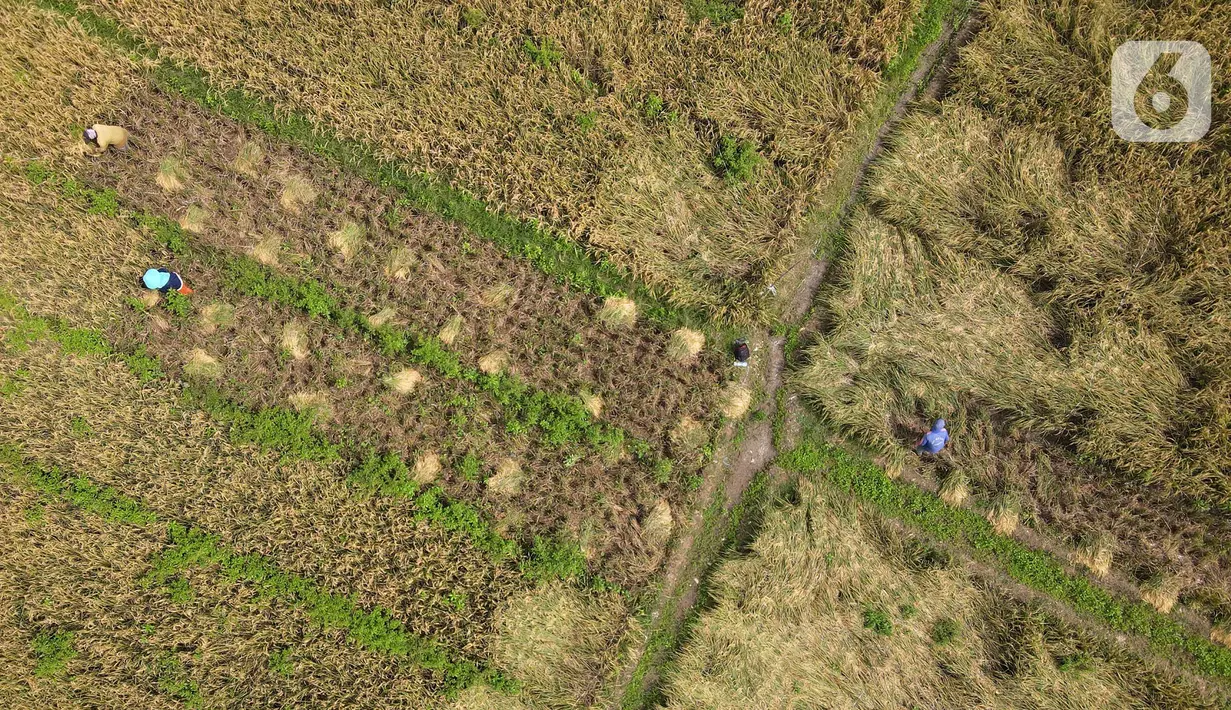 Pandangan udara saat petani memanen padi dari Sawah Abadi di kawasan Ujung Menteng, Jakarta, Rabu (23/2/2022). Lahan seluas tiga hektare di bawah Dinas Ketanganan Pangan Kelautan dan Pertanian (KPKP) DKI Jakarta tersebut mampu menghasilkan padi seberat 19,5 ton. (merdeka.com/Imam Buhori)