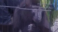 Induk si monyet hitam langka sudah dibunuh untuk dimakan dagingnya. Sementara, si monyet langka mengalami dehidrasi dan gatal-gatal. (Liputan6.com/Yoseph Ikanubun)