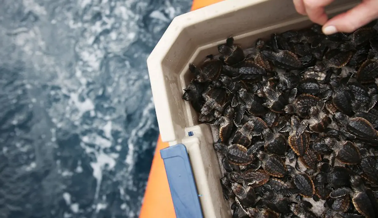 Sekitar 570 tukik (anak penyu) termasuk penyu tempayan dan penyu hijau saat bersiap dilepas ke Samudera Atlantik di Boca Raton, Florida (27/7). Kegiatan ini digagas oleh US Cost Guard dan LSM Gumbo-Limbo Nature Center. (Joe Raedle/Getty Images/AFP)
