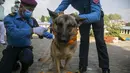 Polisi Nepal memasangkan karangan bunga marigold pada seekor anjing polisi selama perayaan festival Tihar di sebuah divisi kennel di Kathmandu, Rabu (3/11/2021). Anjing disembah untuk mengakui peran mereka dalam memberikan keamanan selama hari kedua festival Tihar. (AP Photo/Niranjan Shrestha)