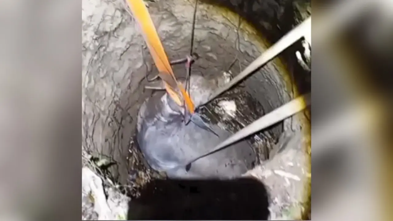 Detik-detik Evakuasi Sapi 500 Kg Jatuh ke Sumur 6 Meter di Sukabumi