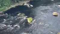 Sungai Cileungsi Menghitam Tercemar Limbah, Begini Respons Bupati Bogor