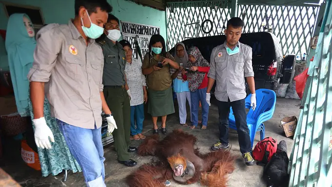 Orangutan Diselamatkan dalam Keadaan Kurus Kering Hampir Mati