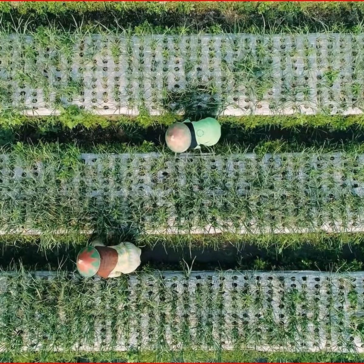 Petani bawang putih di Jateng