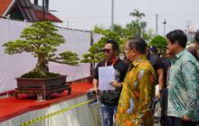 Fakta Unik Bonsai: Pameran Bonsai Pati Diharapkan Dorong Ekonomi Kreatif Lokal
