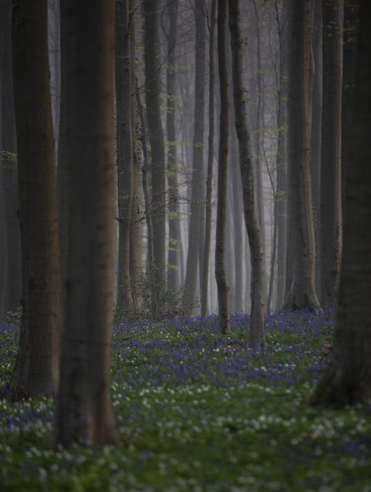 Kabut pagi mulai terangkat saat bluebell, juga dikenal sebagai Eceng Gondok liar, mekar di lantai hutan Hallerbos di Halle, Belgia (20/4/2021). Pada musim semi, pemandangan biru hamparan bunga Bluebell atau eceng gondok liar tengah bermekaran dapat dinikmati di hutan ini. (AP Photo/Virginia Mayo)