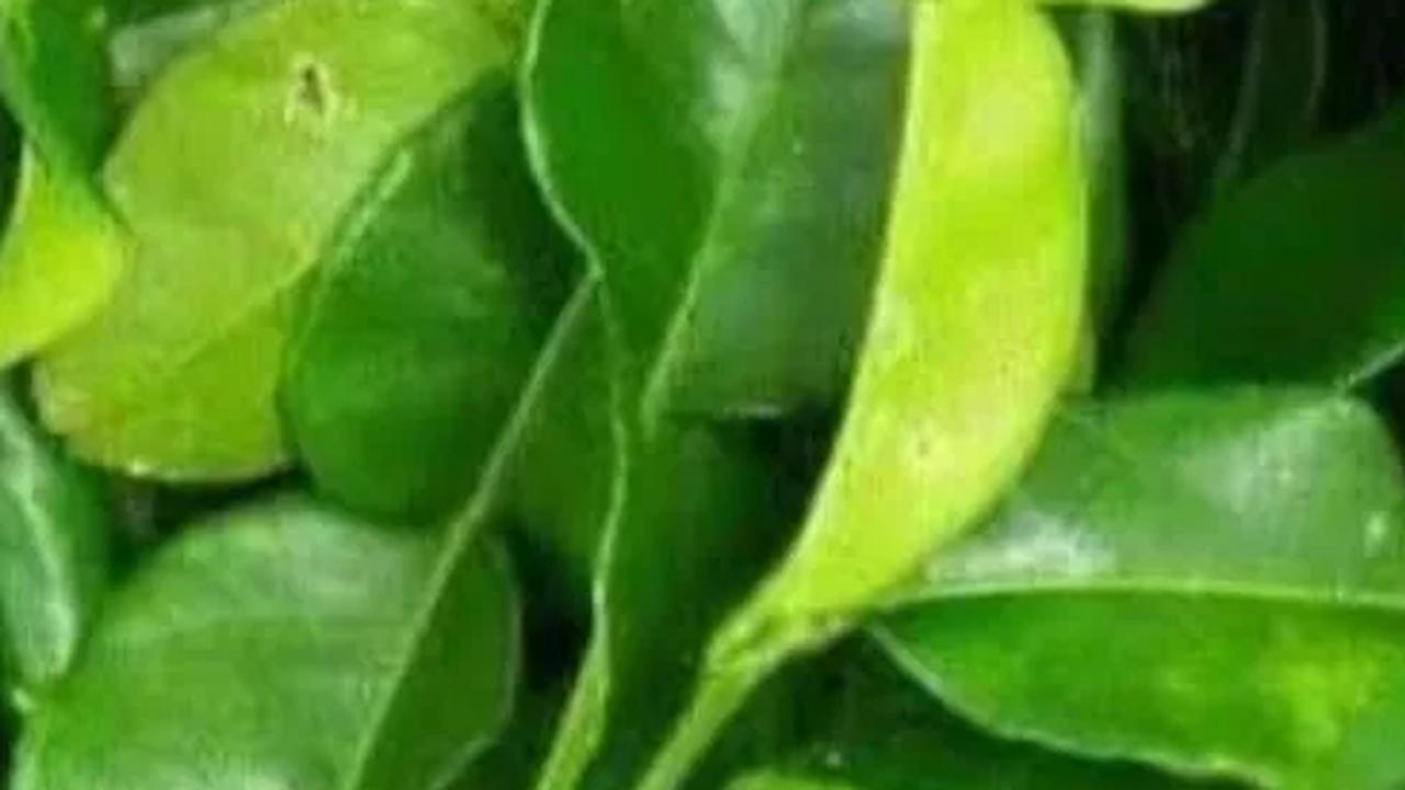 Jeruk purut bukan hanya memberikan kelezatan pada masakan tetapi juga menyimpan sejuta manfaat untuk kesehatan tubuh.&nbsp;