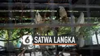Sebanyak 85 ekor burung yang dilindungi berhasil disita dari sejumlah wilayah di Maluku Utara.