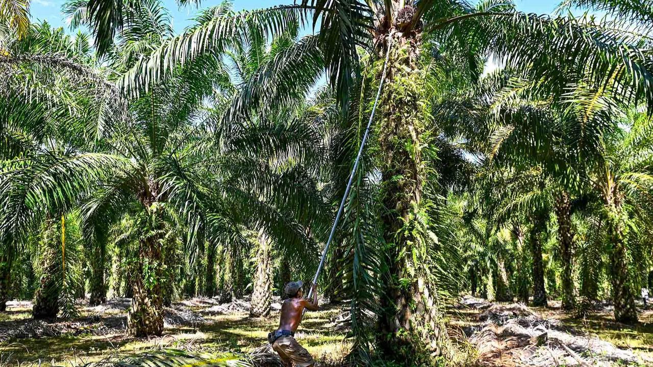 Laba PTPN III Melonjak Tajam 3.165 Persen, Tembus Rp1,2 Triliun per April 2025