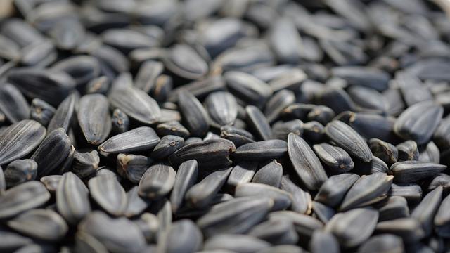 Ilustrasi Biji Bunga Matahari