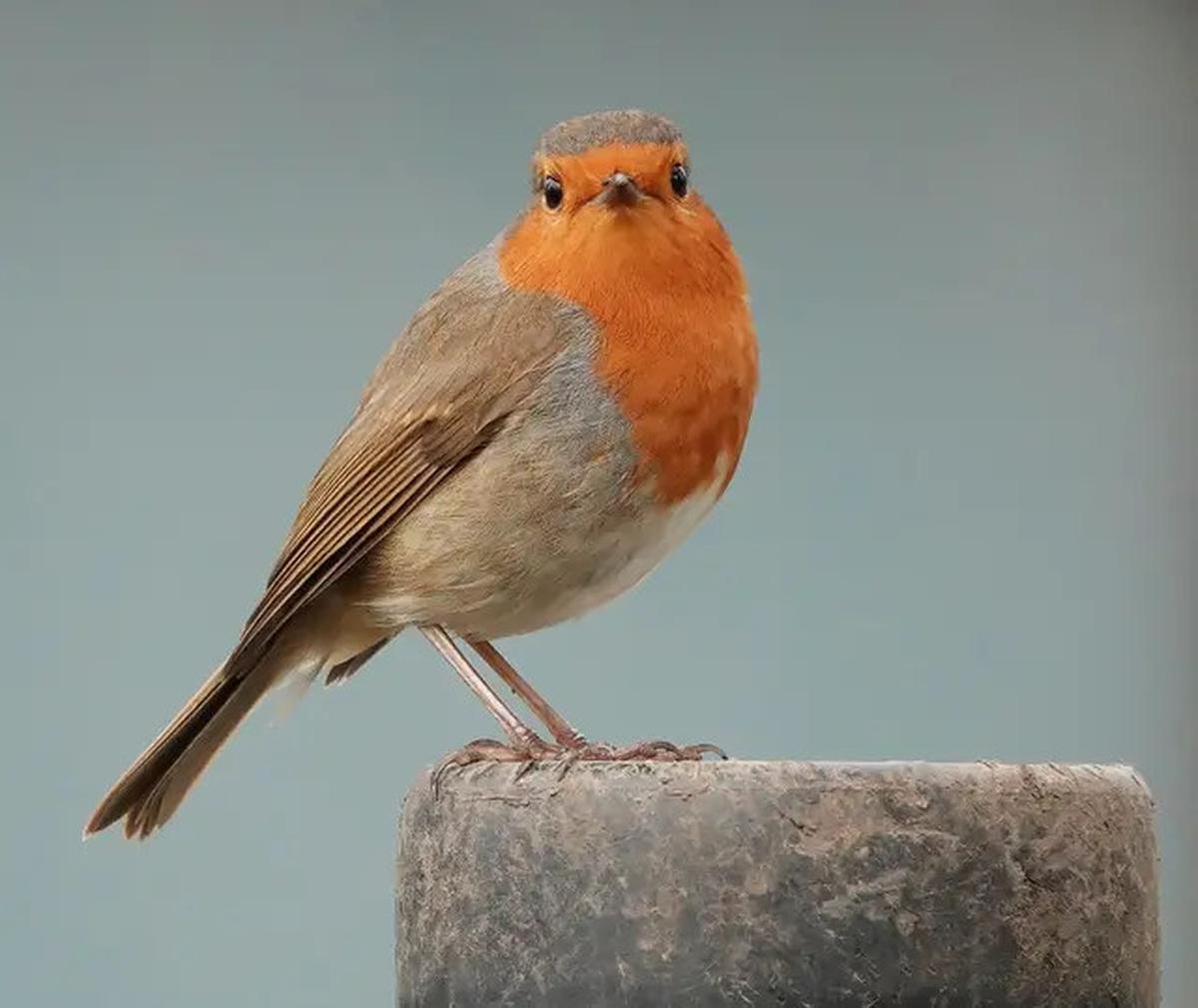 Studi Ini Ungkap Peran Manusia Terkait Krisis Kepunahan 610 Spesies Burung 130.000 Tahun Terakhir