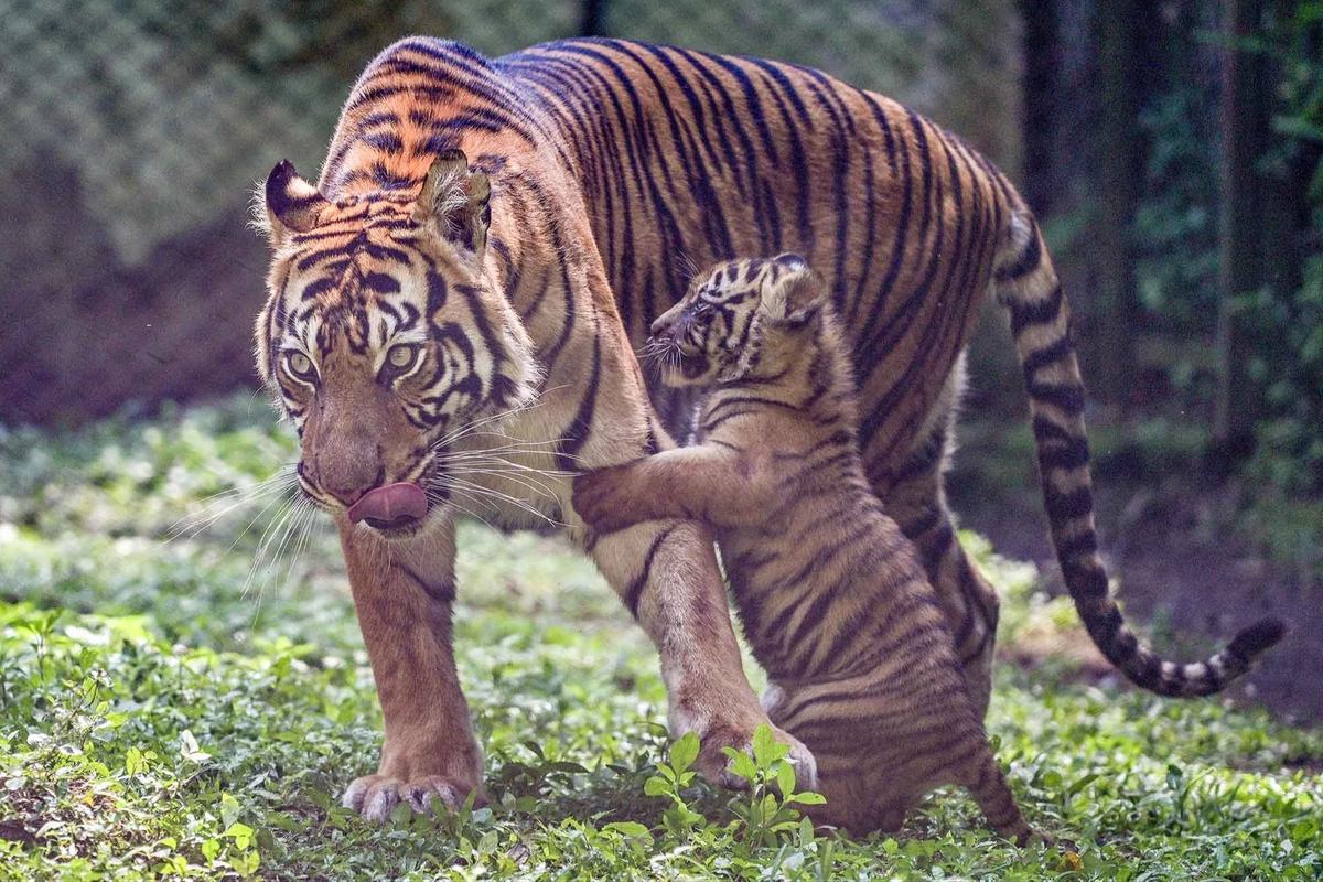FOTO: Tingkah Menggemaskan Empat Anak Harimau Sumatra di Taman Safari Prigen
