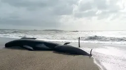 Penampakan paus pilot yang terdampar di Haast, pantai barat Pulau Selatan Selandia Baru, Kamis (5/4). (New Zealand Department of Conservation via AP)