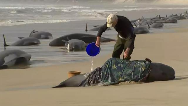 Penyelamatan Paus Terdampar.