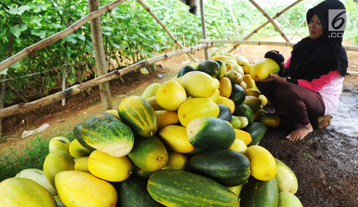 Pedagang menata buah timun suri di Desa Kemang, Bogor, Selasa (7/5/2019). Intensitas hujan yang tinggi di Bogor menyebabkan hasil panen buah yang biasa dikonsumsi pada bulan ramadan itu menurun sehingga harga timun suri naik dari Rp 6 ribu per buah jadi Rp 12 ribu per buah. (merdeka.com/Arie Basuki)
