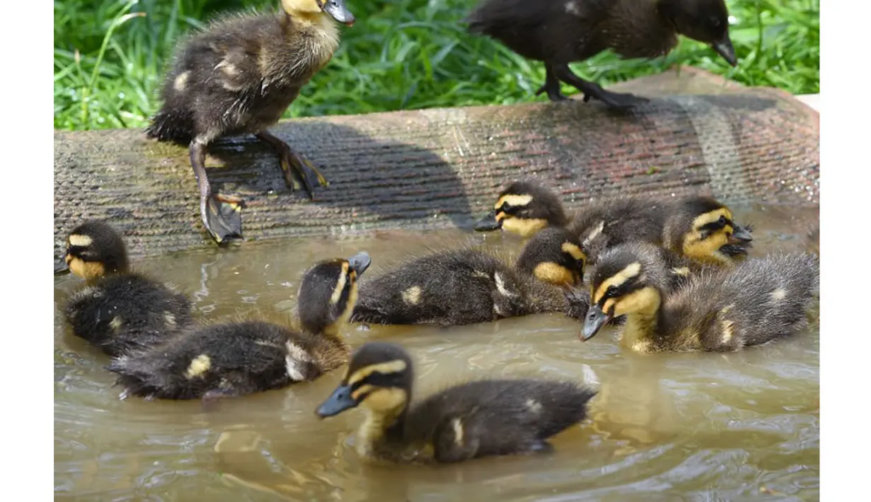 Bayi-bayi bebek ini berusia sepuluh hari terlihat asyik berenang di Taman Sieversdorf, Jerman Timur, Rabu (14/05/2014) (AFP photo/Patrick Pleul)