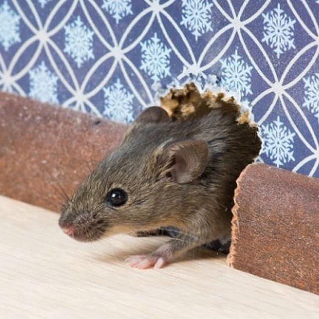 Bahaya tikus di rumah bagi kesehatan. credits: pinterest