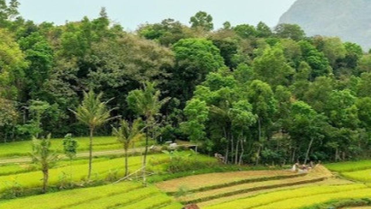 Mengenal Uniknya Padi Salibu yang Dilirik Pemprov Jabar, Sekali Tanam bisa Panen hingga 5 Kali