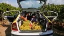 Pedagang menata buah anggur dalam mobil saat musim panen di sebuah pertanian di Kota Gaza, Palestina, Selasa (6/8/2019). Selain anggur, ladang-ladang para petani Gaza juga ditanami zaitun dan kurma. (Mohammed ABED/AFP)